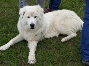 junghunde-erwachsene-alltagstraining (1) Tier und Mensch in Balance - Bild 1