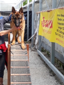 junghunde-erwachsene-alltagstraining (2) Tier und Mensch in Balance - Bild 4