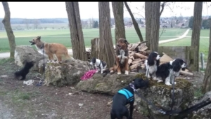 junghunde-erwachsene-alltagstraining (3) Tier und Mensch in Balance - Bild 2