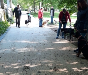 junghunde-erwachsene-alltagstraining (4) Tier und Mensch in Balance - Bild 3