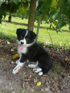 Tier und Mensch in Balance - Bild 2