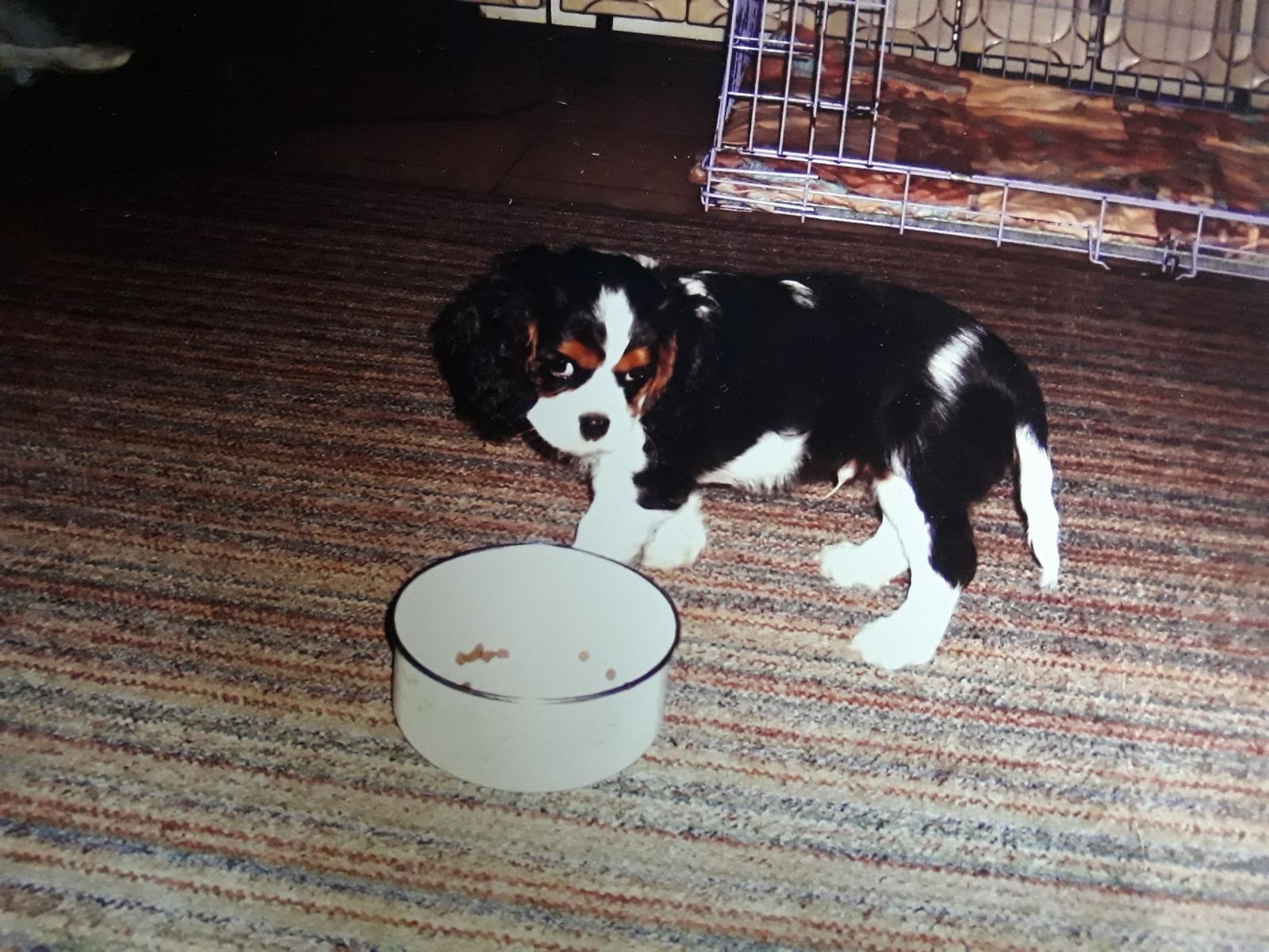 Tier und Mensch in Balance - Bild 1