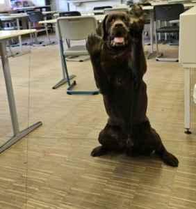 Tier und Mensch in Balance - Bild 4